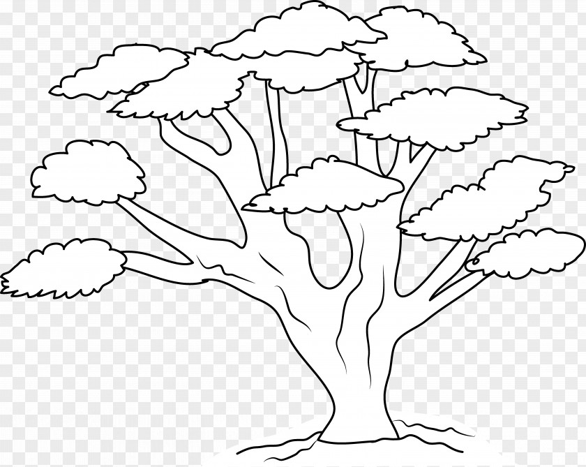 Oak Drawing Line Art Tree Clip PNG