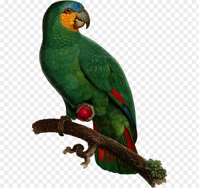 Parrot Budgerigar Superb Bird Paper PNG