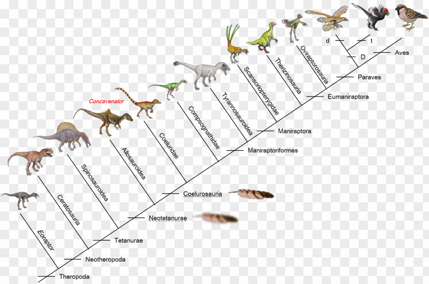 Plumas De Ave Evolution Of Birds Dinosaur Giganotosaurus Microraptor PNG