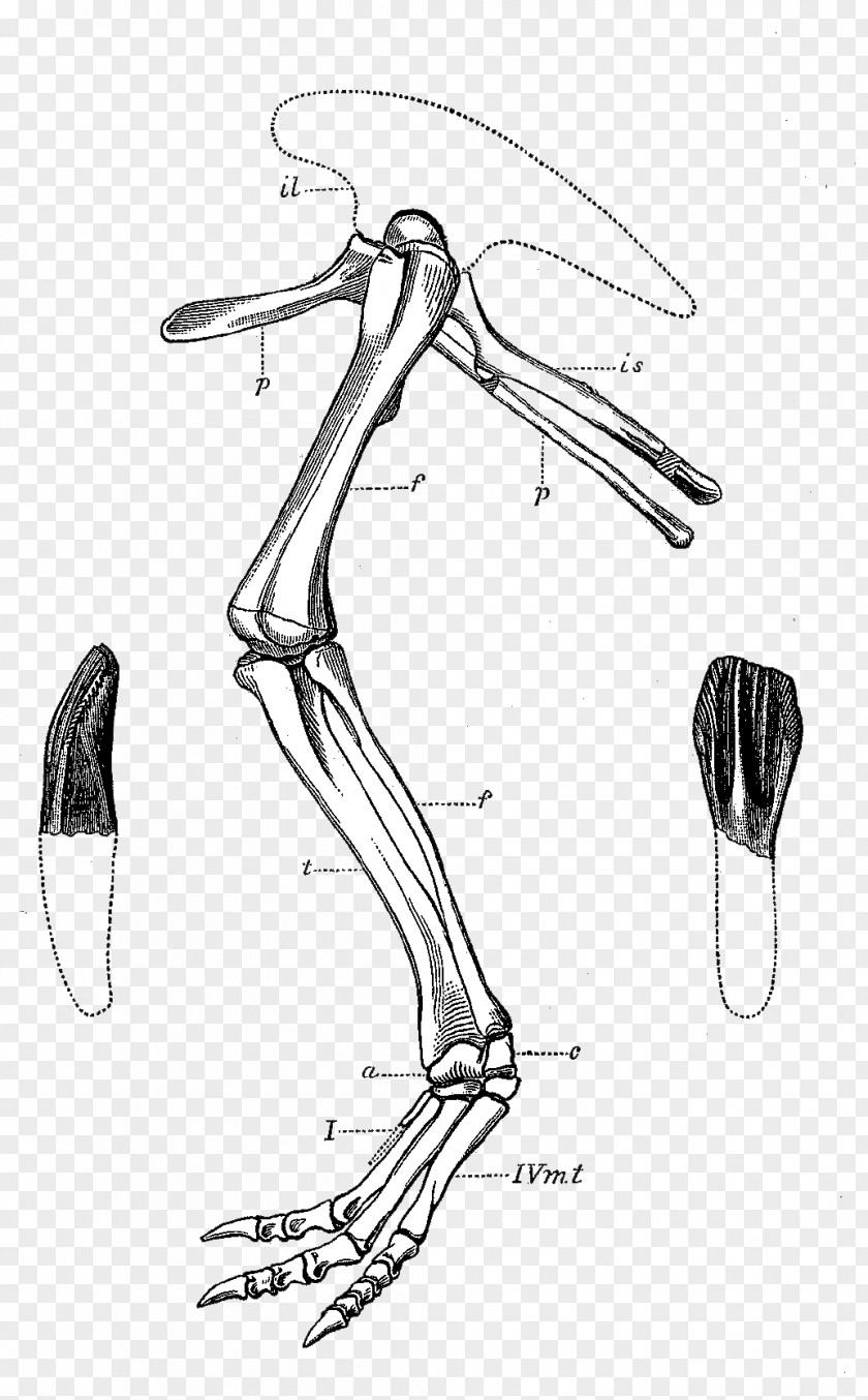 Astragalus Dryosaurus Valdosaurus Kimmeridgian Dinosaur Ornithischia PNG