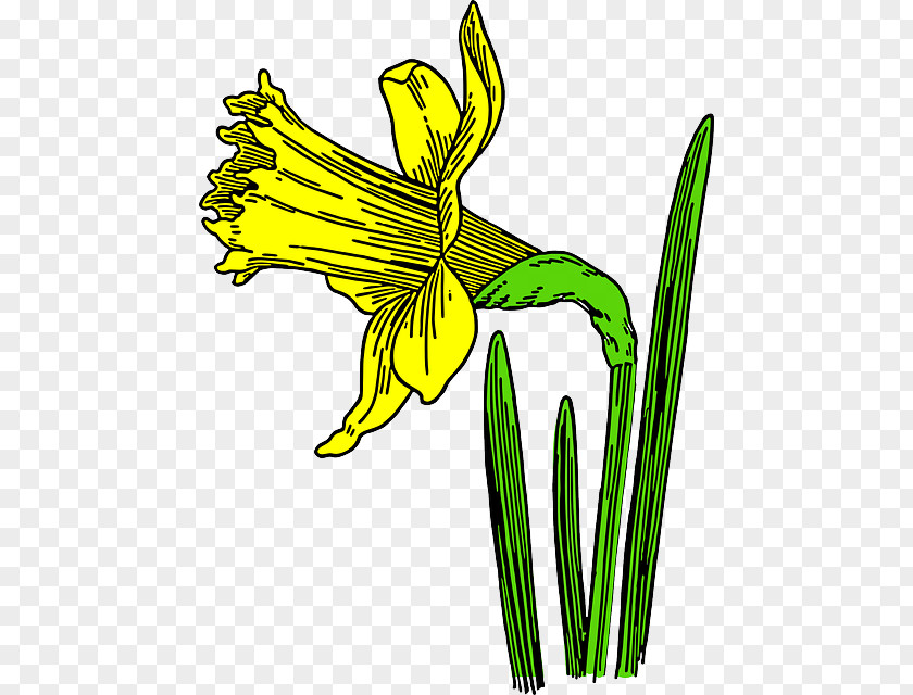 Bulbs Flowers Clip Art Vector Graphics Cartoon Daffodil Image PNG