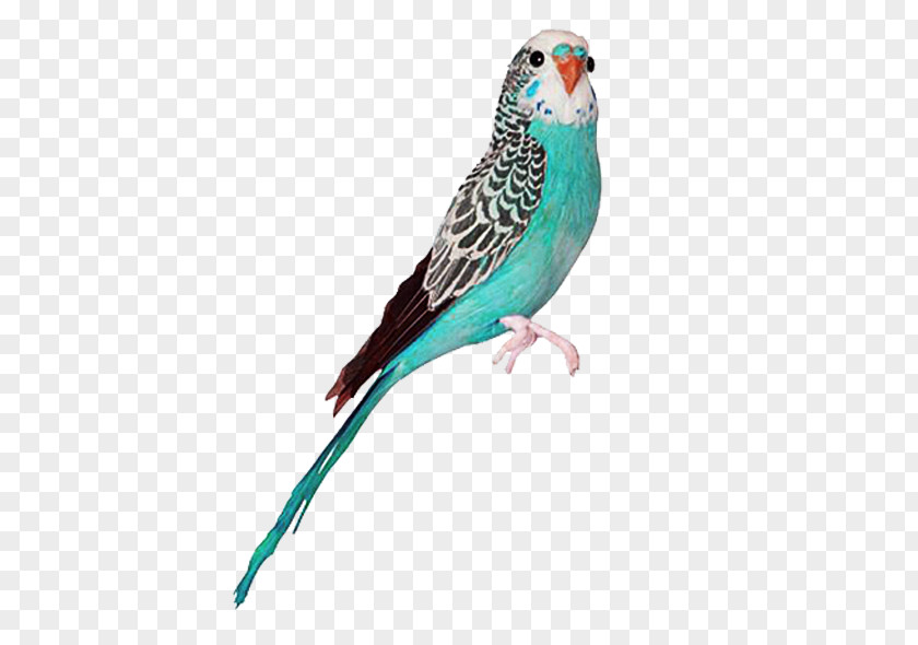 Parrot Budgerigar Bird True Owl Goose PNG