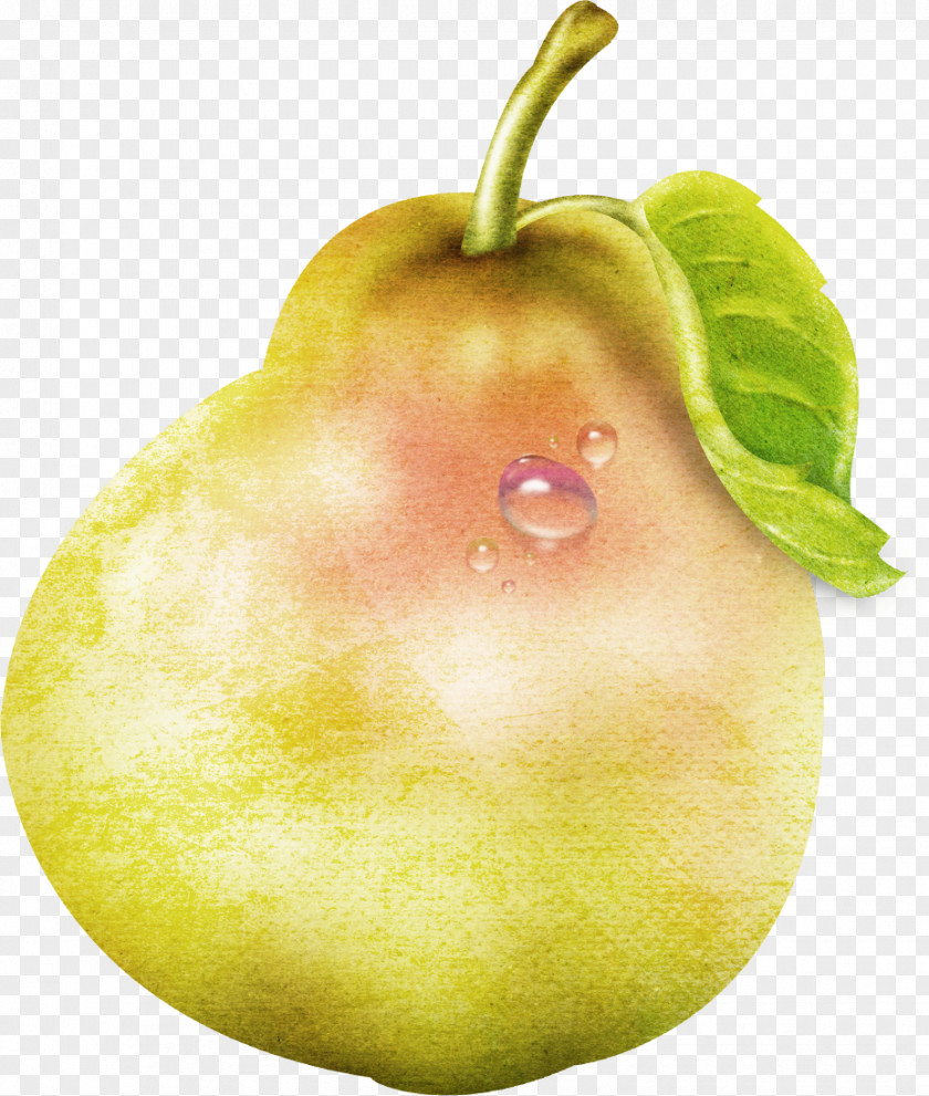 Pear Cartoon Photography PNG