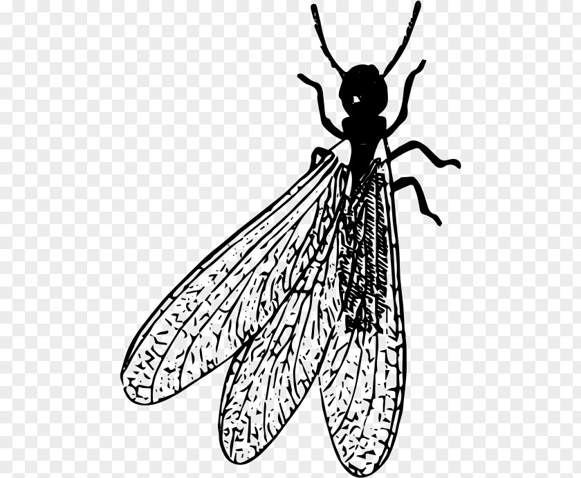 Termit Cockroach Beetle Pest Termite PNG