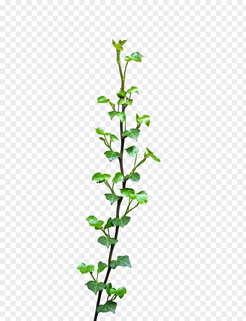 Vines Common Ivy Vine Plant Clip Art PNG