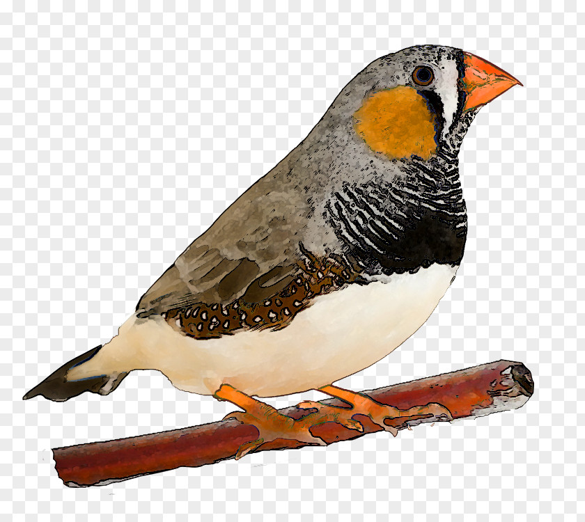 Bird Zebra Finch Pet Domestic Canary PNG