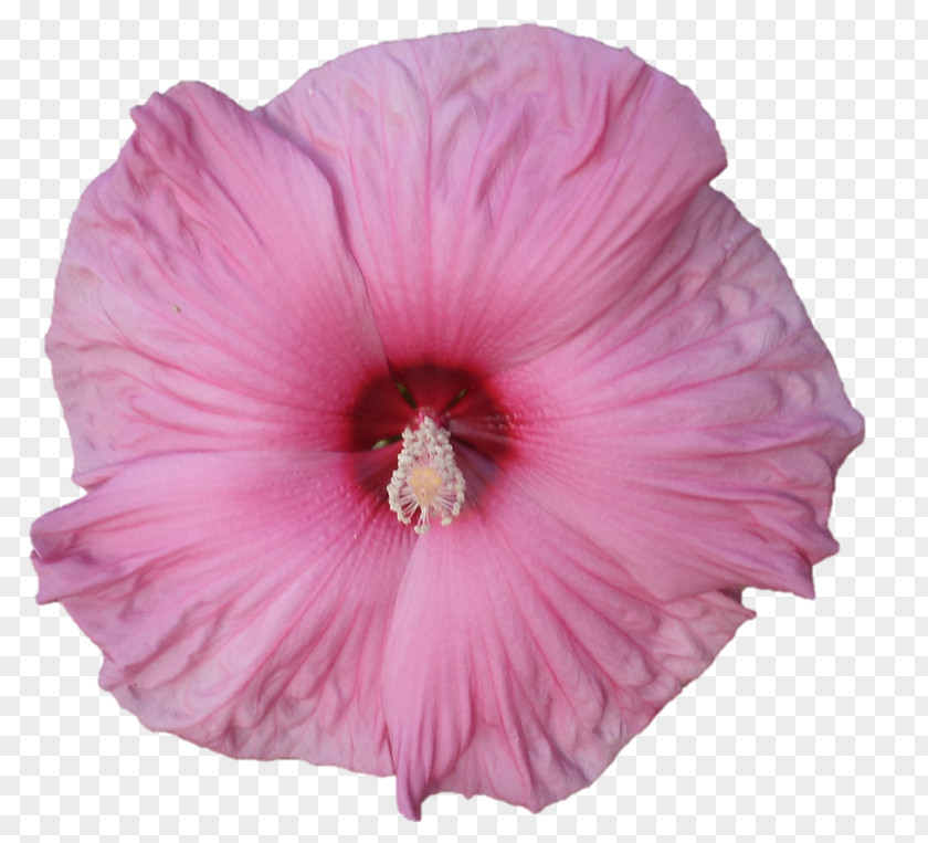 Darshan Shoeblackplant Pink M Herbaceous Plant Hibiscus PNG