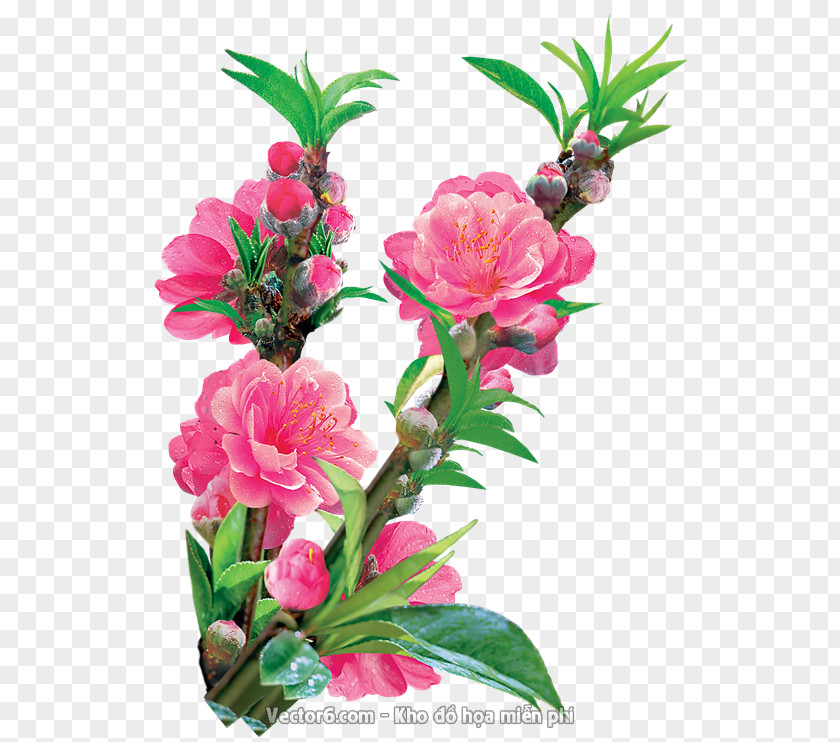 Flower Floral Design Cut Flowers Peach PNG