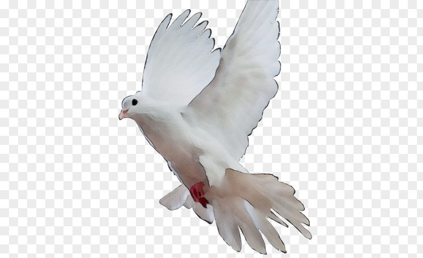Peace Figurine Feather PNG
