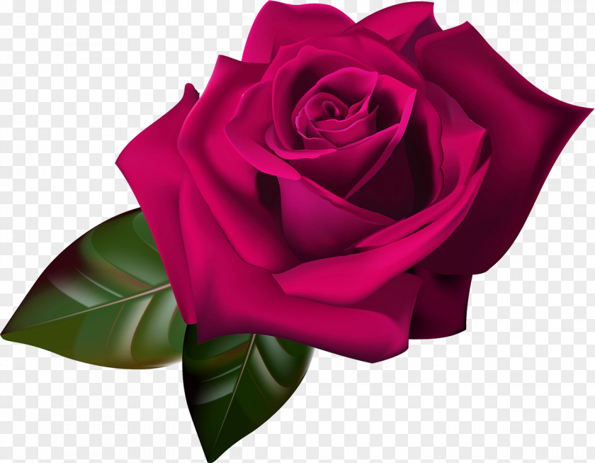 Red Rose Flower Drawing Clip Art PNG