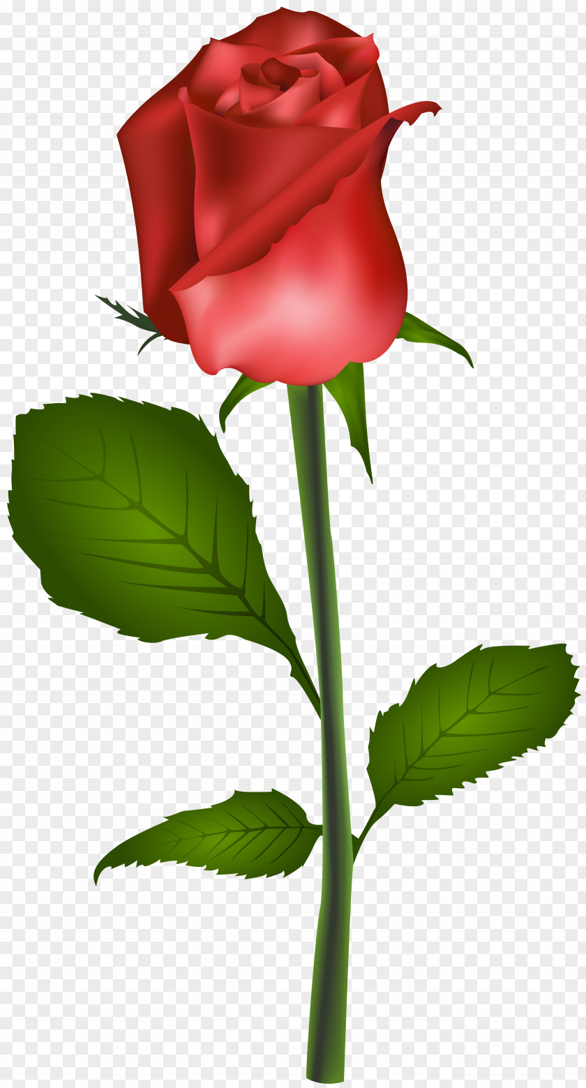 Red Rose Transparent Clip Art Image Flower PNG