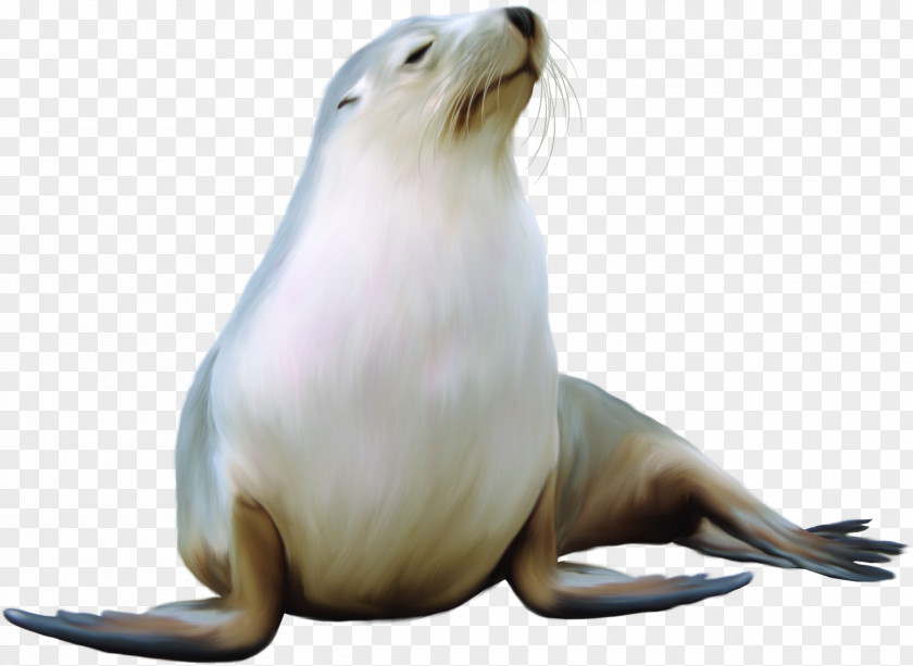 Seal Earless Harbor Sea Lion Walrus PNG