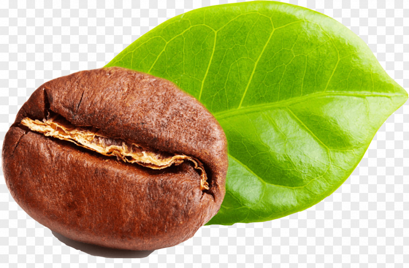 Coffee Beans Green Extract Tea Bean PNG