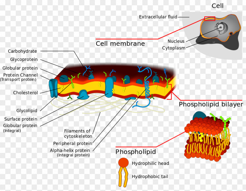 Flower Vast Cell Membrane Biological Lipid Bilayer Transport PNG