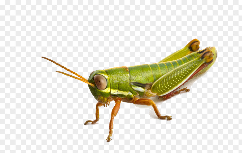 Grasshopper Icon PNG