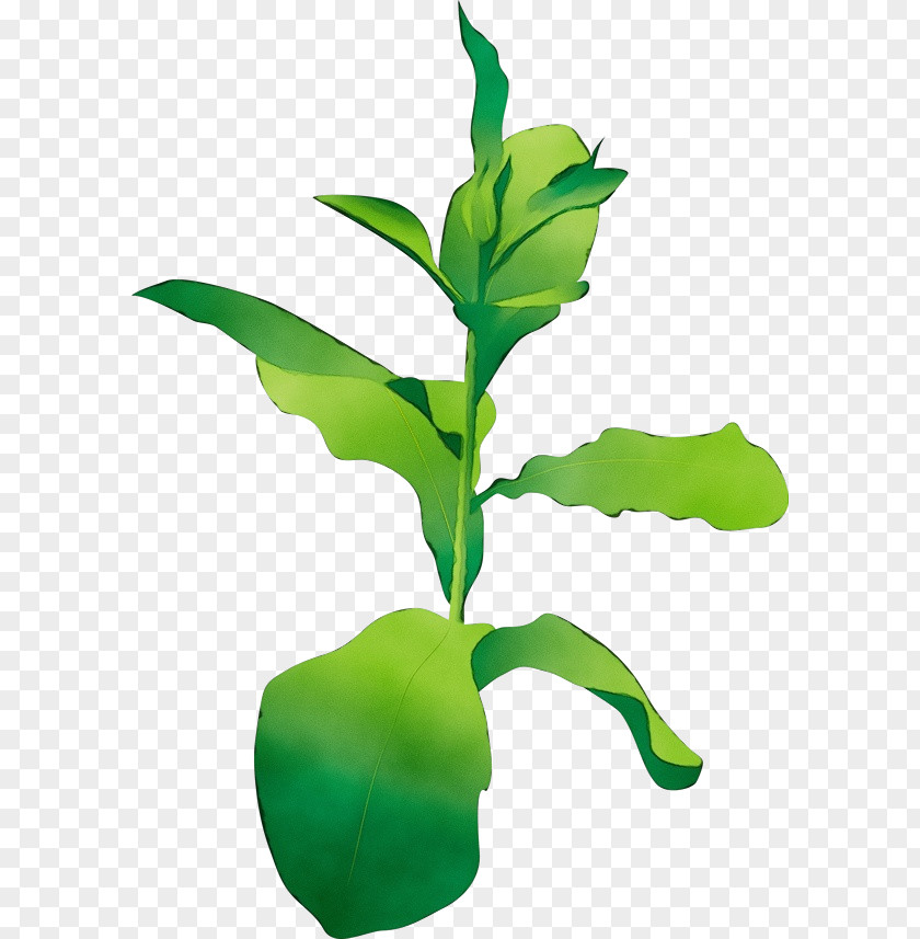 Houseplant Herb Leaf Flower Plant Flowering Stem PNG