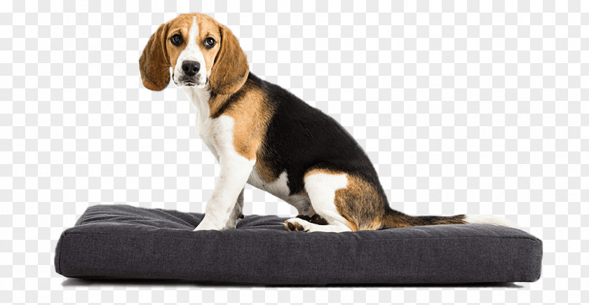 Mattress Harrier English Cocker Spaniel Beagle Treeing Walker Coonhound Finnish Hound PNG