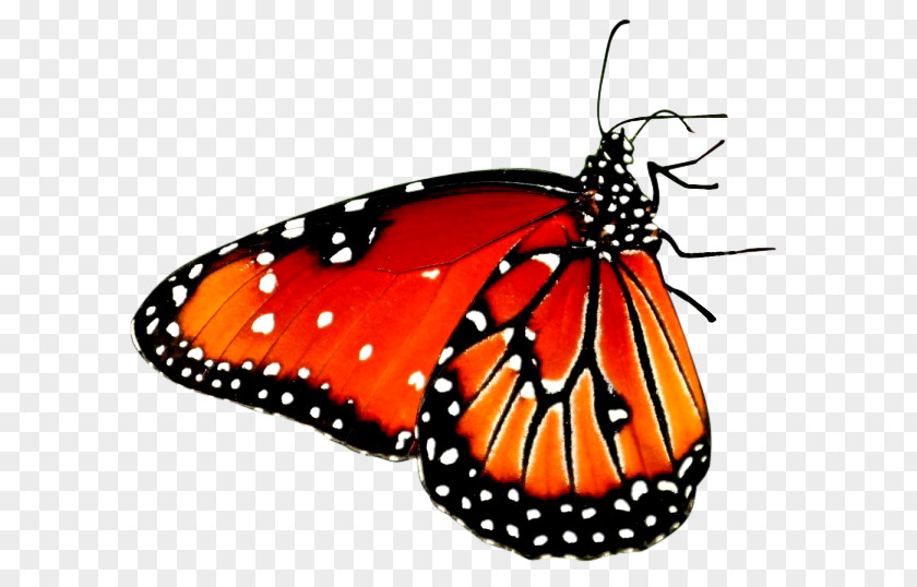 Red Butterfly Beautiful Desktop Wallpaper High-definition Video Android PNG