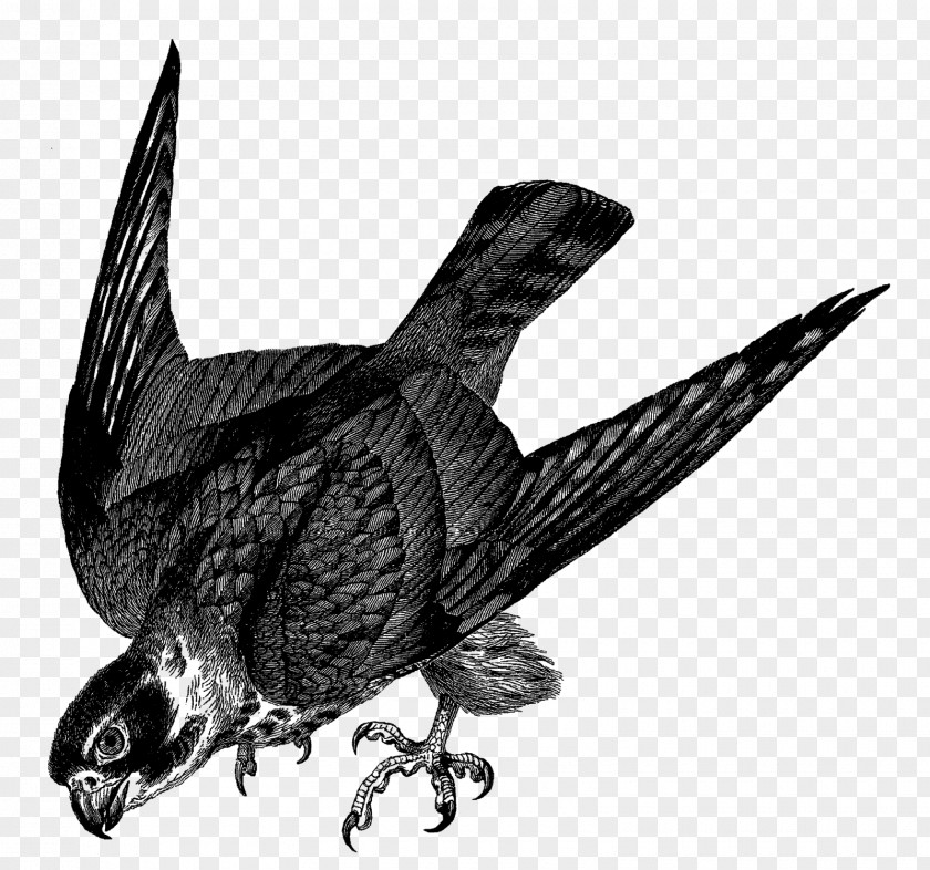Albatross Bird Drawing Falcon Clip Art PNG