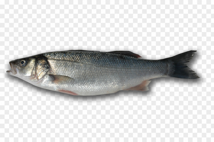 Fish Sardine Products 09777 Salmon Oily PNG