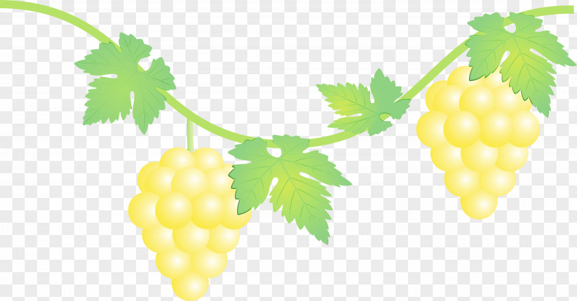 Grape Seedless Fruit Plant Leaf PNG