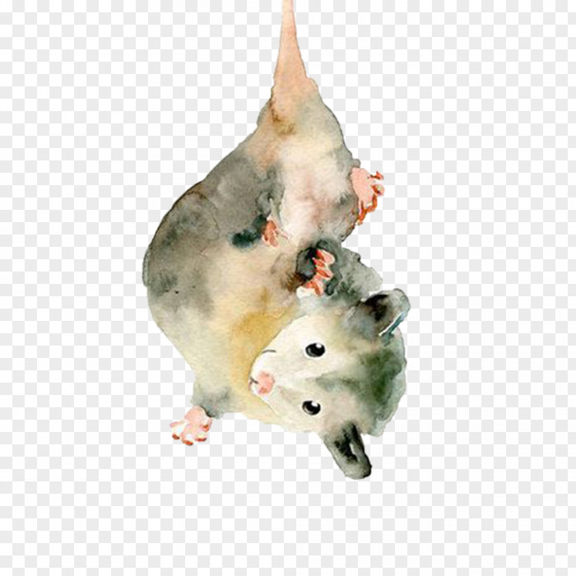 Painting The Opossum Watercolor Drawing Animal PNG
