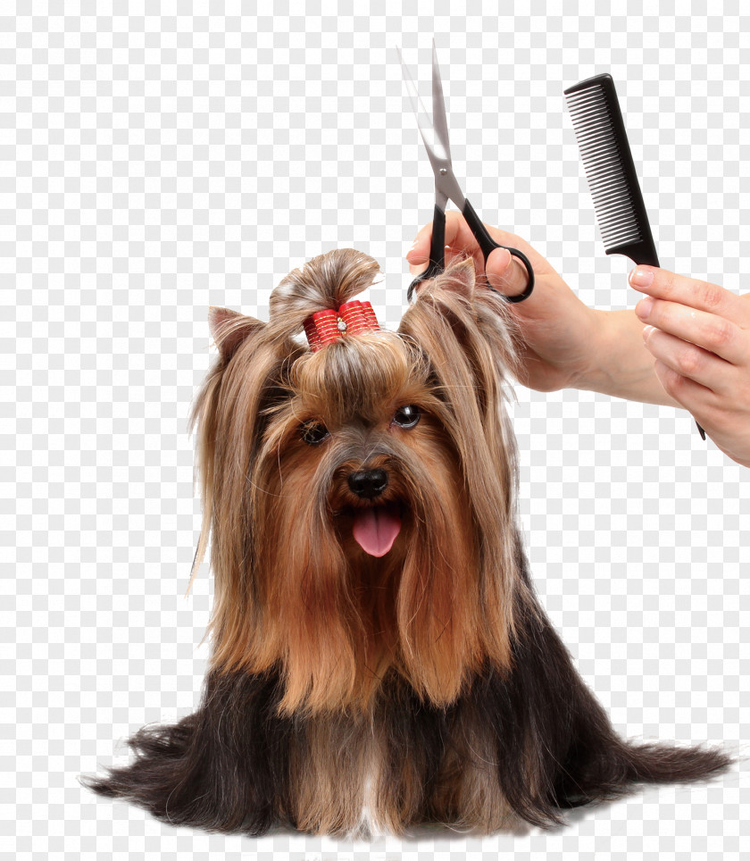 Beauty Dog ​​comb Scissors Grooming Cat Pet Coat PNG