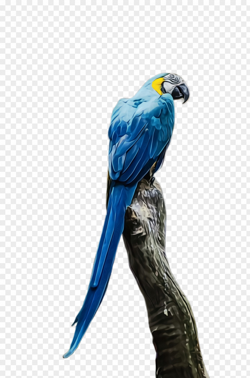 Budgie Cobalt Colorful Background PNG