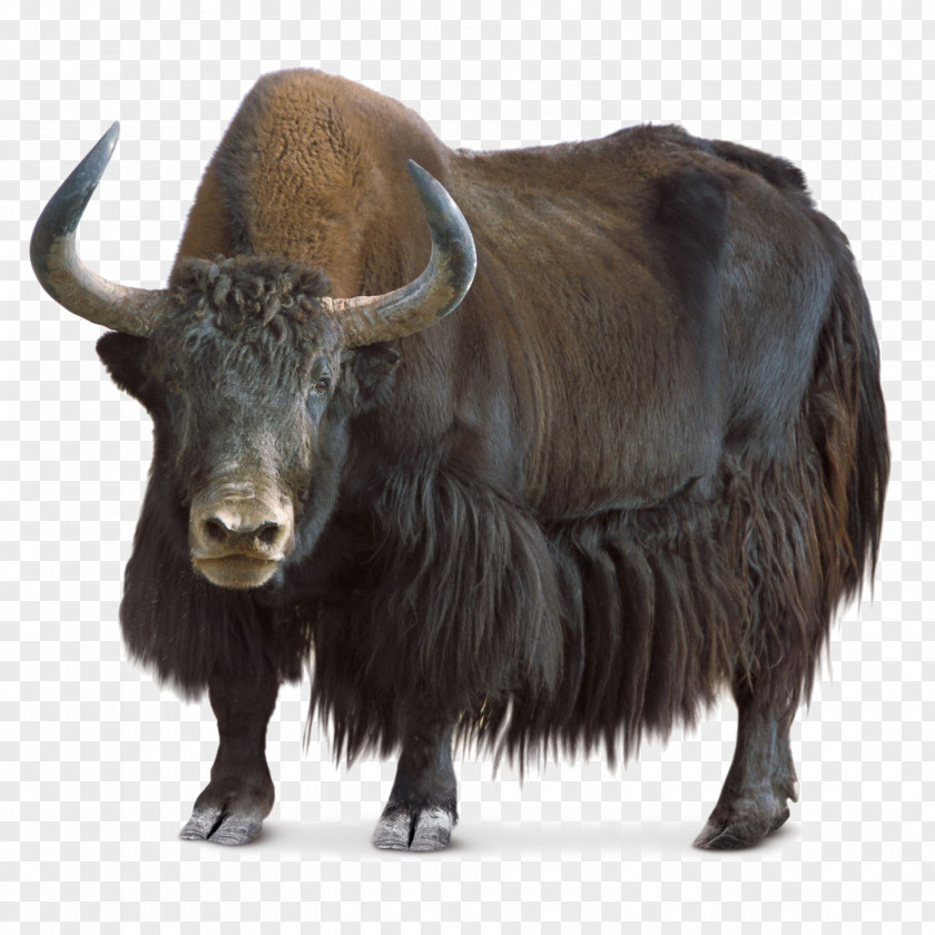 Domestic Yak Wild Tibet PNG