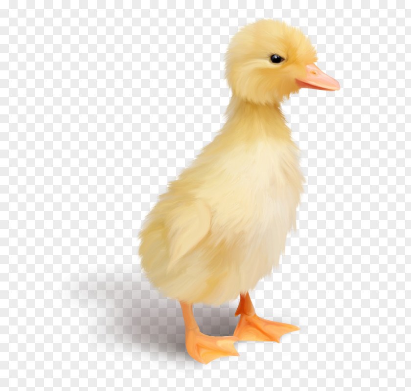 Duck Chicken Goose Kifaranga Bird PNG