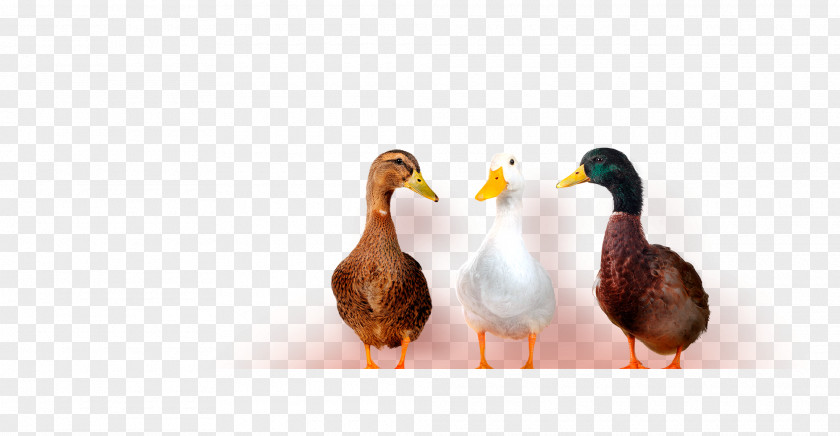 Ducks In A Row Duck Goose Internal Communications Information PNG