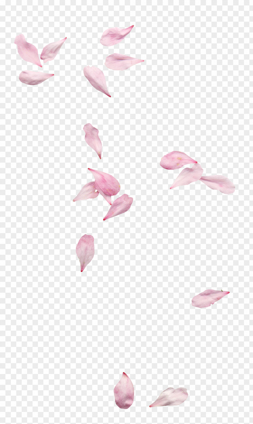 Floating Petals Petal Clip Art PNG