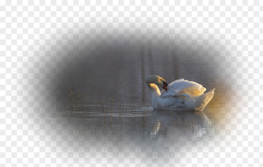 Goose Beak Cygnini Duck Bird PNG