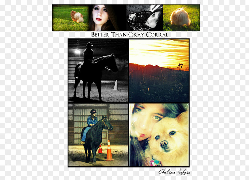Happy Dog Collage Horse Photomontage Desktop Wallpaper Advertising PNG