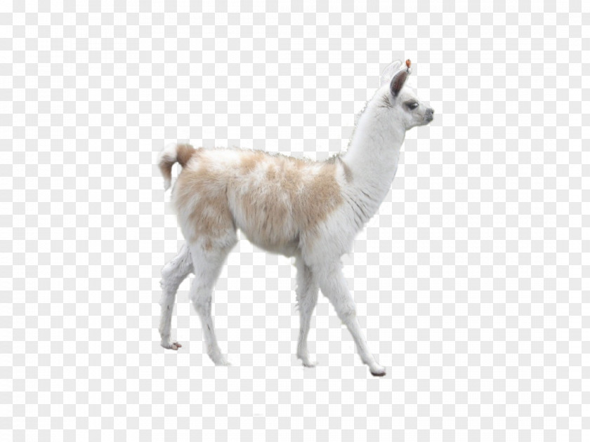 Peru Llama Alpaca Camel Desktop Wallpaper Inca Empire PNG