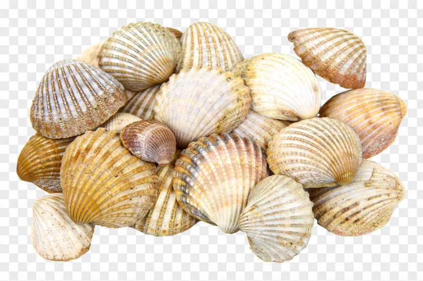 Seashell Cockle Clam Oyster PNG