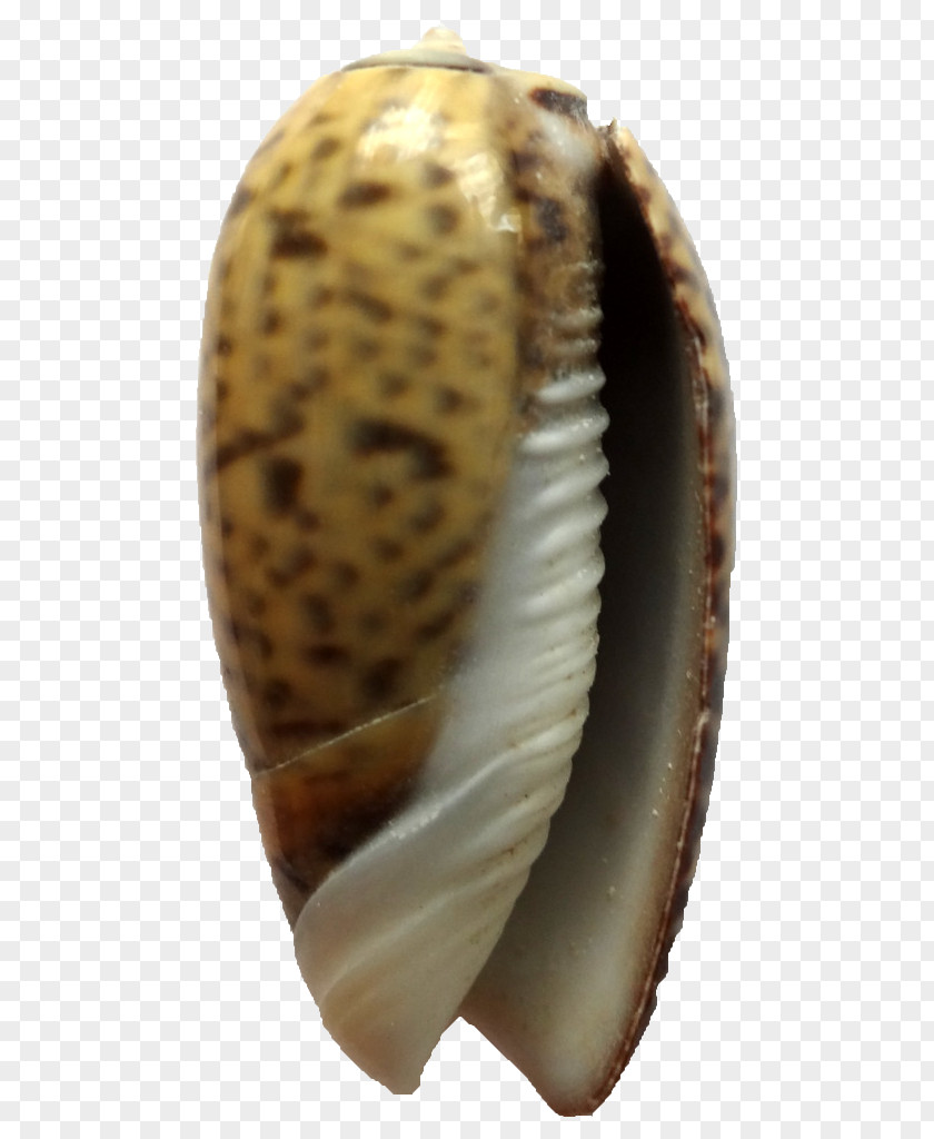 Seashell Cockle Conchology Hontza Museoa Museum PNG