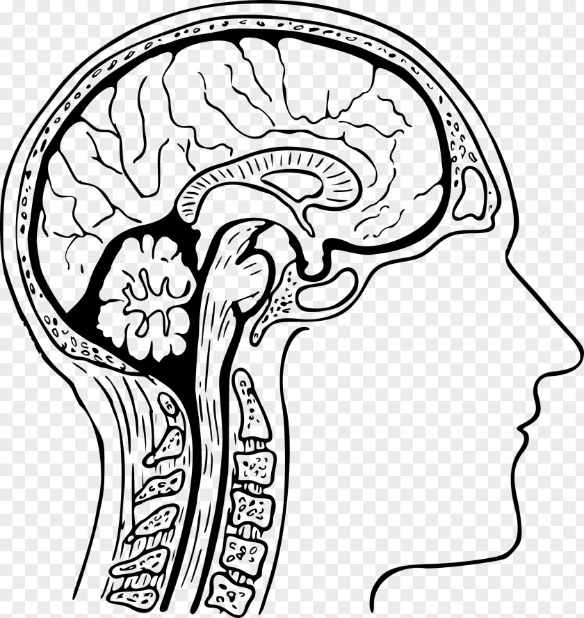 Anatomy Human Head Brain Body PNG