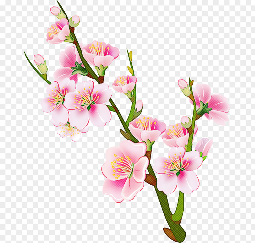 Branch Cherry Blossom PNG