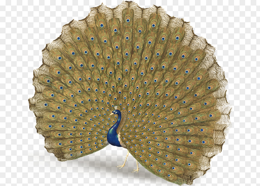 China Palace Peafowl Feather Tail Ellipse Giuseppe Castiglione PNG