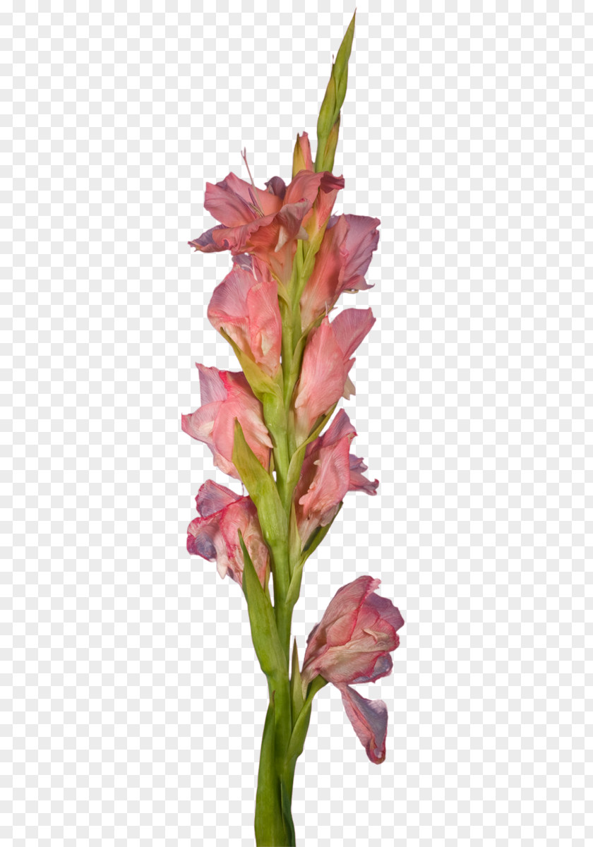 Gladiolus Cut Flowers Plant Stem Petal Pink M PNG