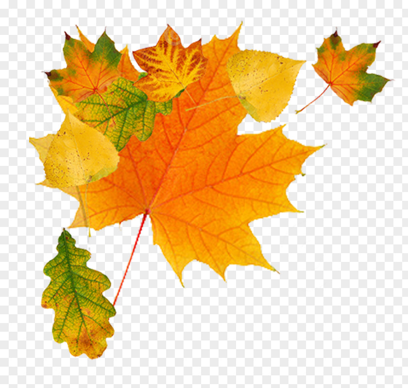 Leaf Wreath Autumn Color Clip Art PNG