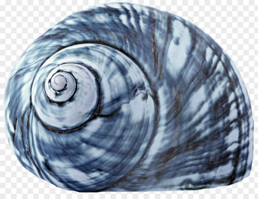 Seashell Sea Snail Mollusc Shell Gastropod PNG