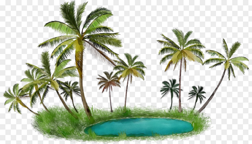 Terrestrial Plant Water Palm Tree PNG