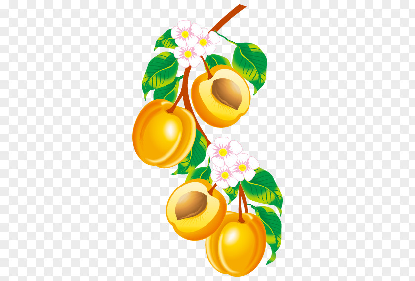 Apricots Element Vector Fruit Apricot Drawing Clip Art PNG