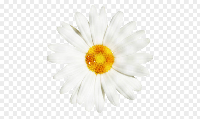 Camomile Chamomile Daisy PNG
