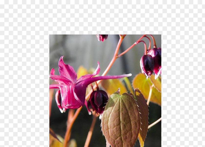 Epimedium Flower Purple Petal Plant Magenta PNG