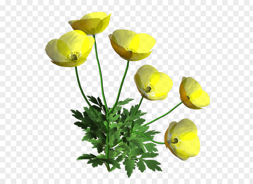 Flower Cut Flowers Wildflower Clip Art PNG