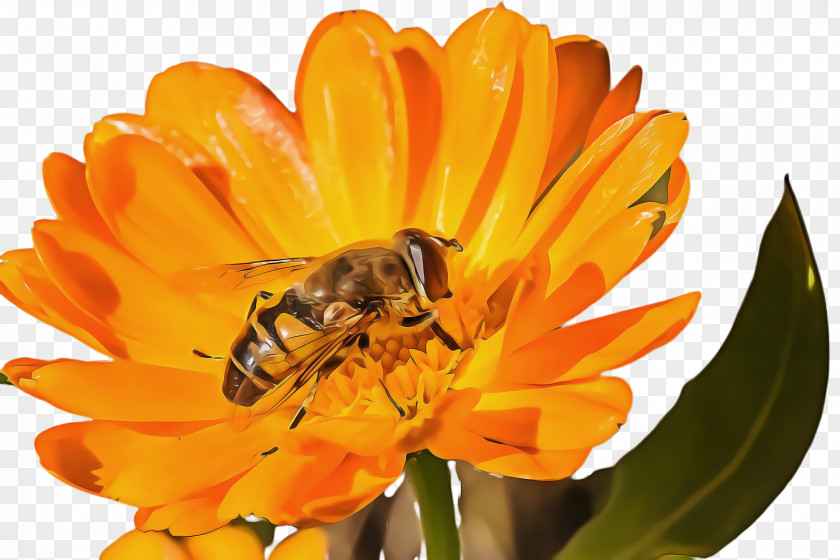 Hoverfly Fly Queen Cartoon PNG