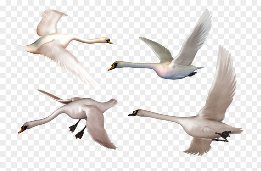 Swan Bird Goose Whooper Black Clip Art PNG